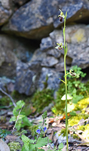 Ophrys sphegodes