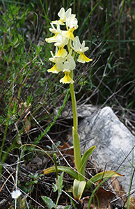 Orchis pauciflora