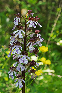 orchis purpurea sm