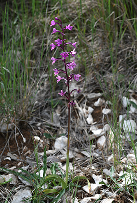 Orchis quadripunctata 