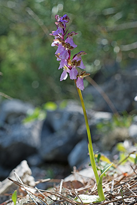 Orchis spitzelii