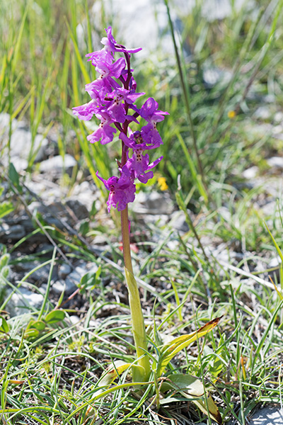 pauciflora quadripunctata