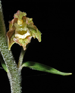 epipactis microphylla