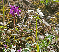 orchis mascula