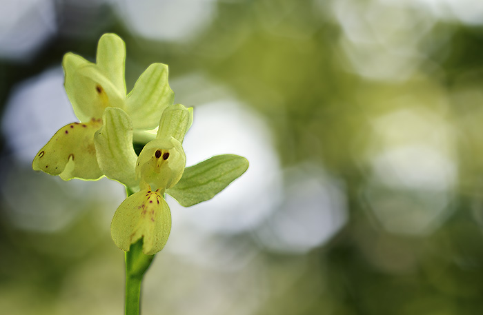 orchis provincialis