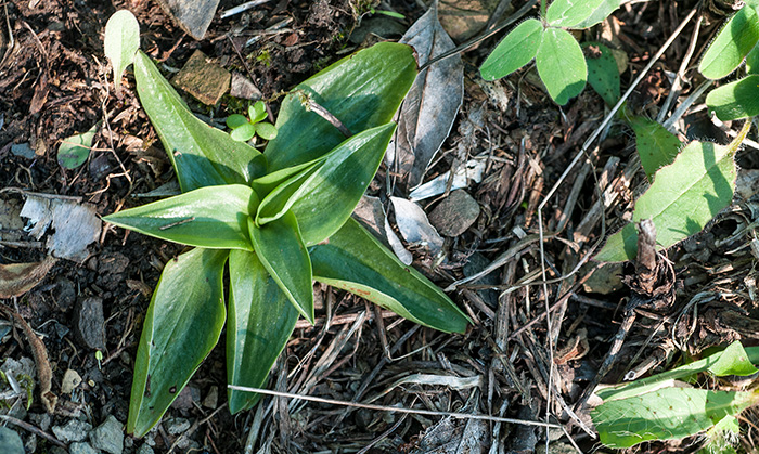 spiranthes spiralis