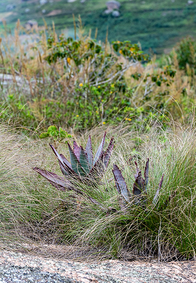 aloe capitata 1