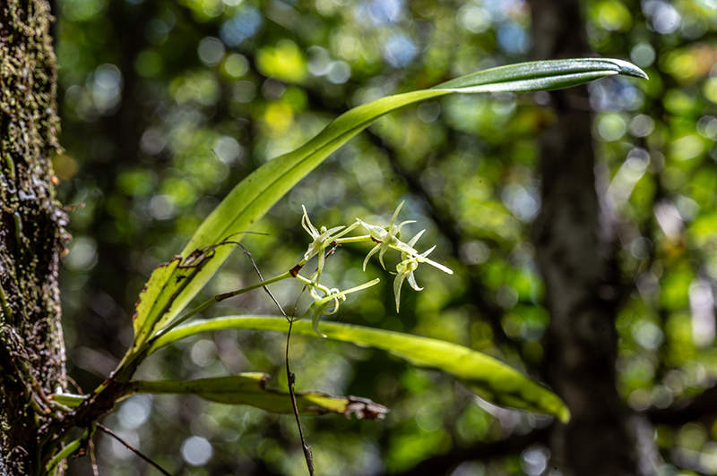 angraecum calceolus 3