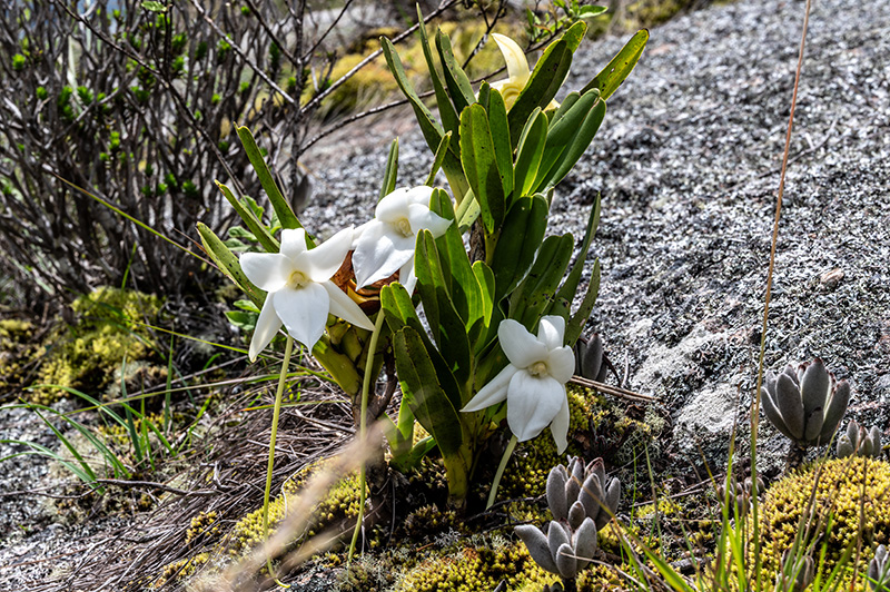 angraecum sororium 1