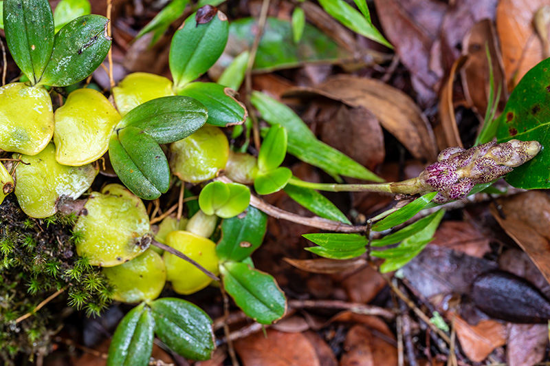 bulbophyllum peyrotii 1