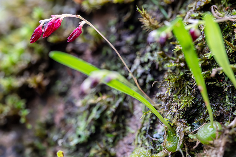 bulbophyllum pleurothallopsis 1