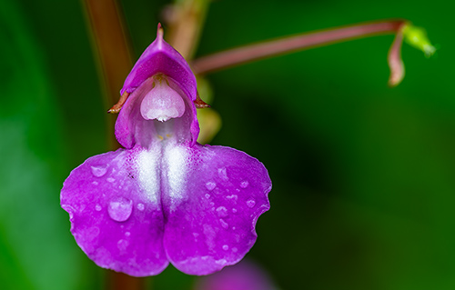 impatiens spec