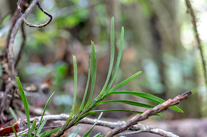 jumellea punctata