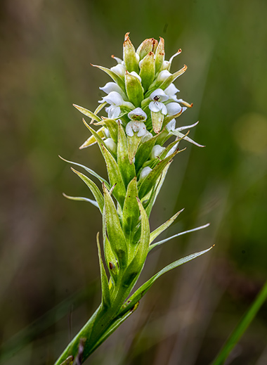 satyrium trinerve 1