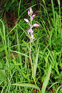 cephalanthera rubra sm