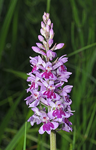 dactylorhiza fuchsii 2 sm