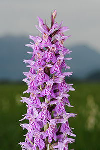 dactylorhiza fuchsii sm