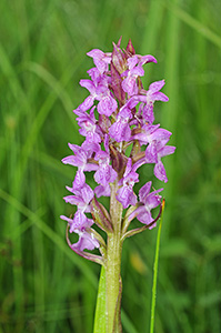 dactylorhiza incarnata sm