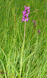 Dactylorhiza lapponica