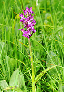 dactylorhiza majalis sm