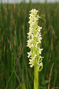 dactylorhiza ochroleuca sm