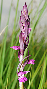 dactylorhiza traunsteineri sm