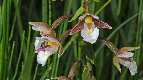 epipactis palustris sm