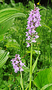 Dactylorhiza fuchsii x majalis