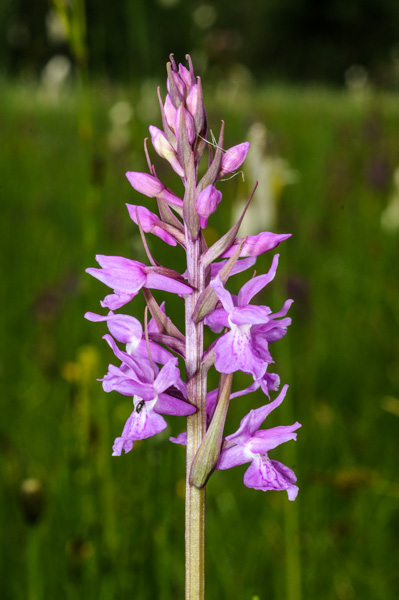 Hybride von Dactylorhiza fuchsii mit Dactylorhiza traunsteineri