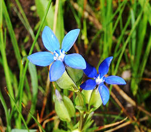 gentiana nivalis