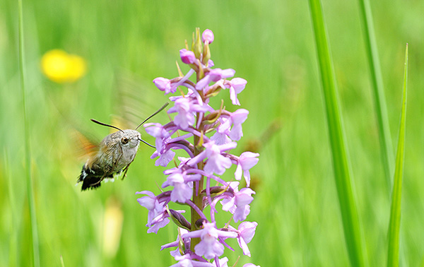 macroglossum stellatarum sm