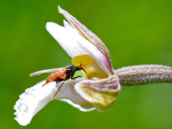 palustris insekt