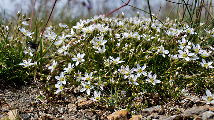 arenaria biflora