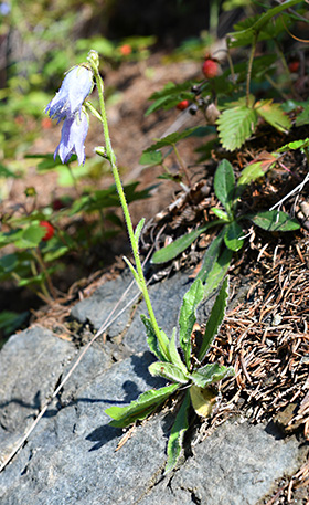 campanula barbata