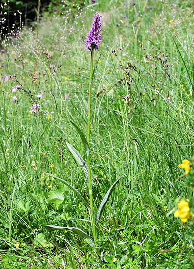 dactylorhiza fuchsii 1