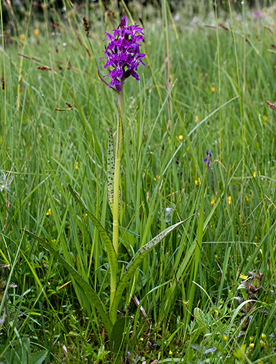 dactylorhiza fuchsii majalis