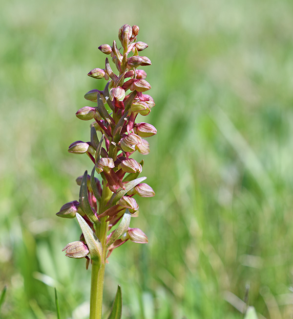 dactylorhiza viridis