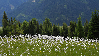 eriophorum angustifolium