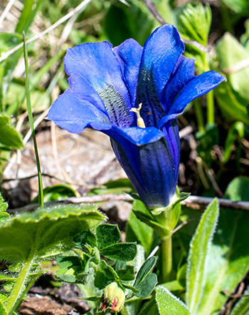 gentiana acaulis