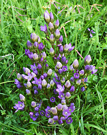 gentiana germanica