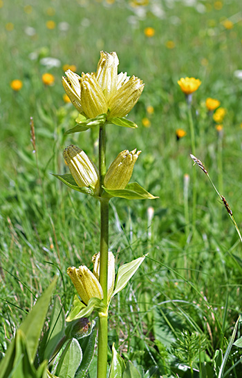 gentiana punctata