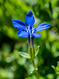 gentiana verna