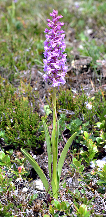 gymnadenia conopsea