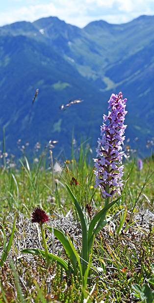 gymnadenia mit nigritella