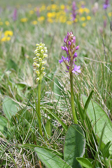 gymnadenia mit pseudorchis