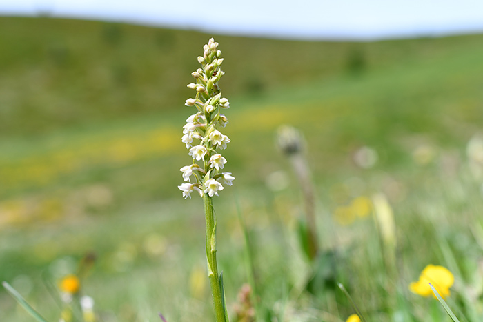 gymnadenia pseudorchis 1