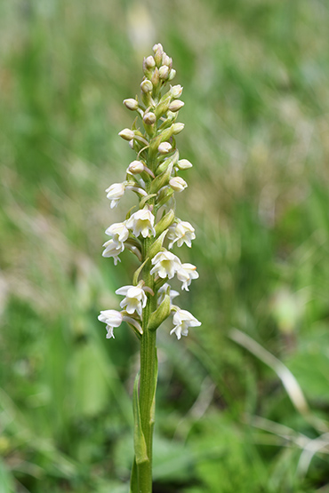 gymnadenia pseudorchis 2