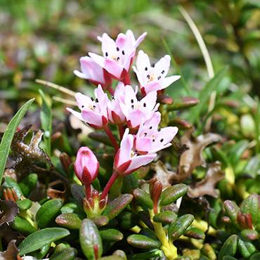 loseleuria procumbens