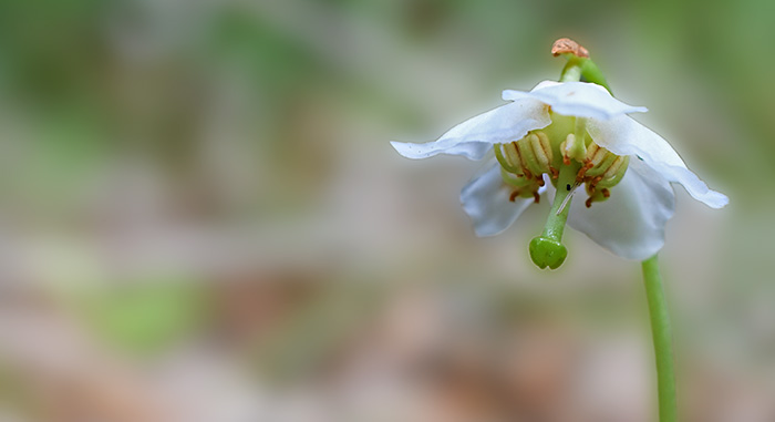 moneses uniflora