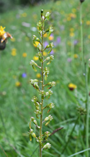 neottia ovata